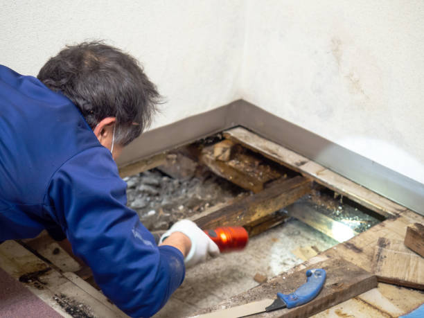 Best Professional Mold Removal  in Owings Mills, MD