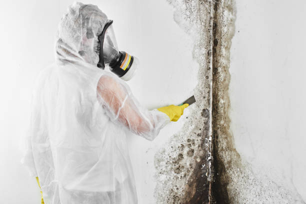Best Residential Mold Removal  in Owings Mills, MD
