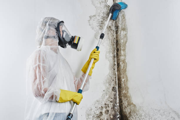 Trusted Owings Mills, MD Mold Removal Experts