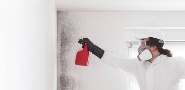 Best Mold Removal Company Near Me  in Owings Mills, MD