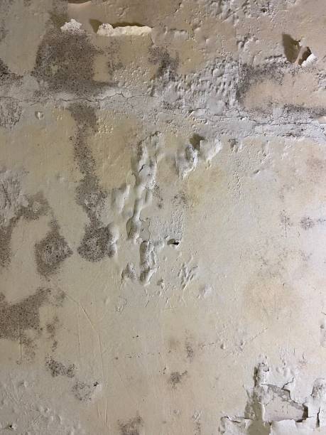 Best Toxic Mold Removal  in Owings Mills, MD