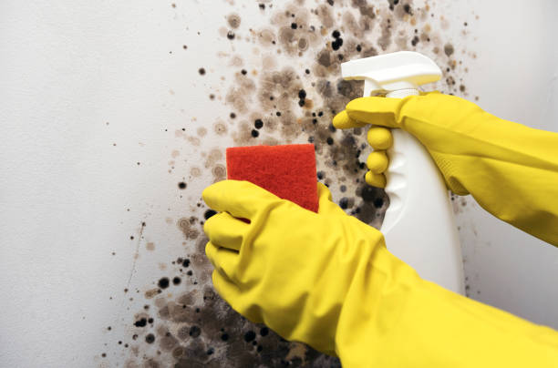 Best Black Mold Removal  in Owings Mills, MD