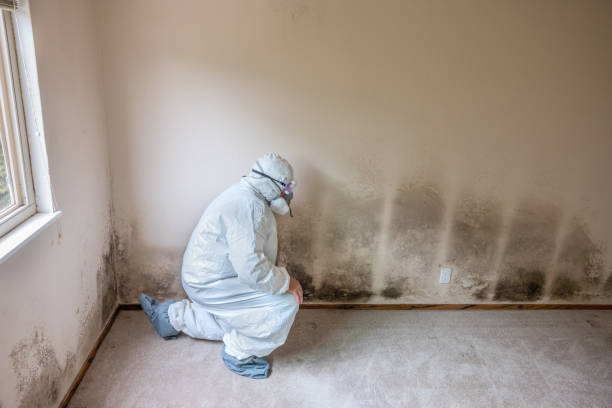 Best Mold Testing  in Owings Mills, MD